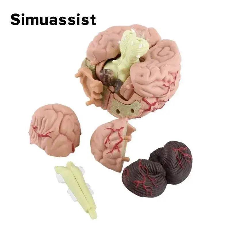  4D Medical Removable Mini Brain Model Assembled Structure Of The Brain Anatomy Medical Teaching Tool -  ToylandEU™