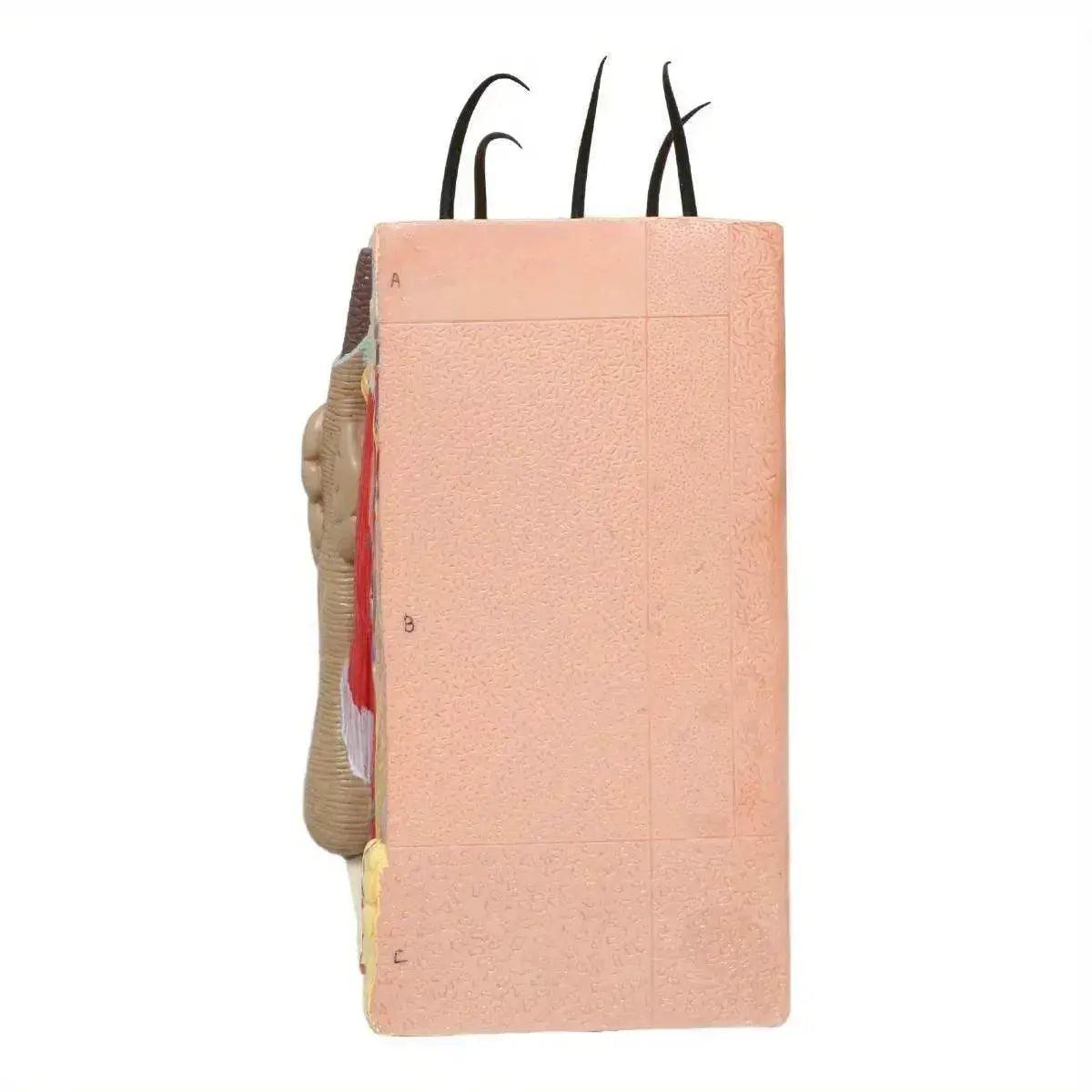  50X Times Human Big Anatomical Skin Magnified Tissue Structure Model with Hair Enlarged -  ToylandEU™