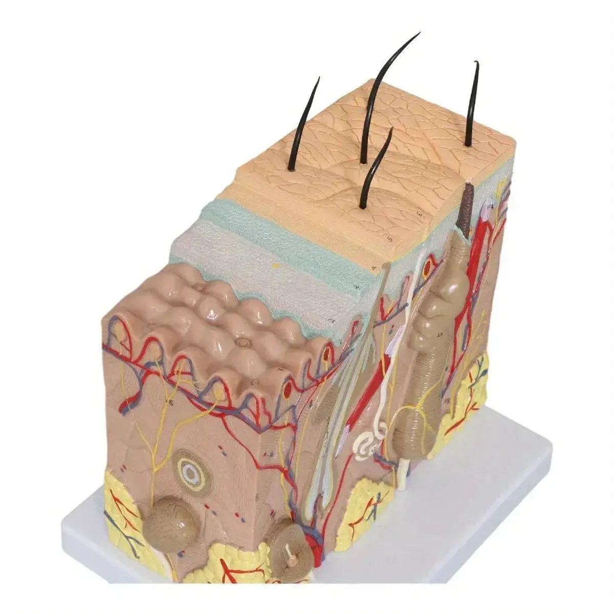  50X Times Human Big Anatomical Skin Magnified Tissue Structure Model with Hair Enlarged -  ToylandEU™