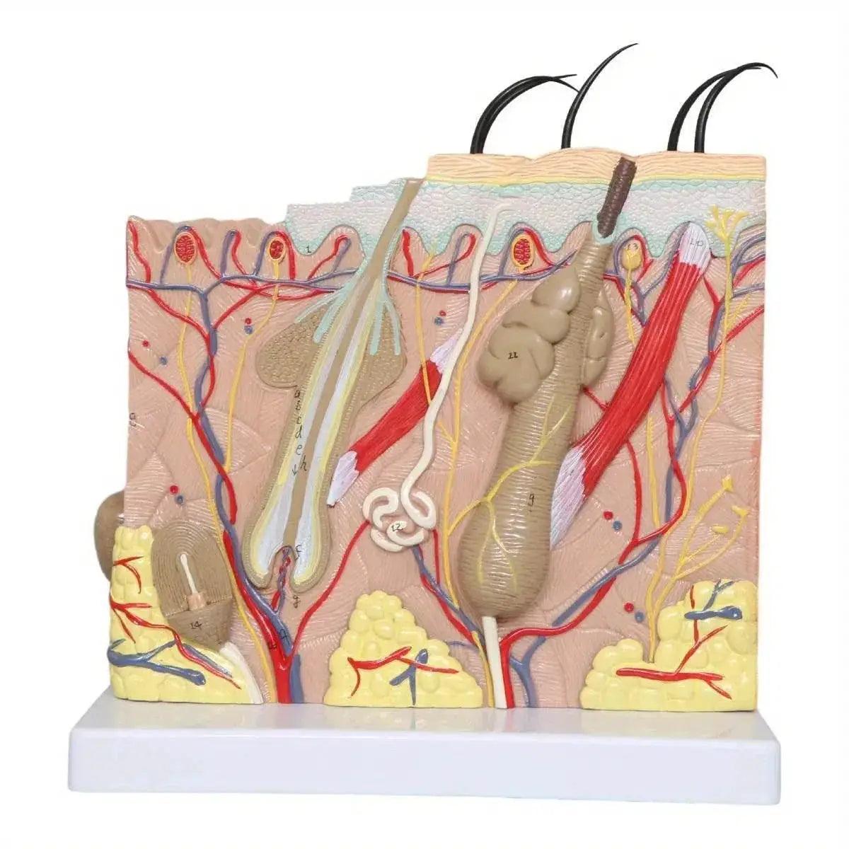  50X Times Human Big Anatomical Skin Magnified Tissue Structure Model with Hair Enlarged -  ToylandEU™