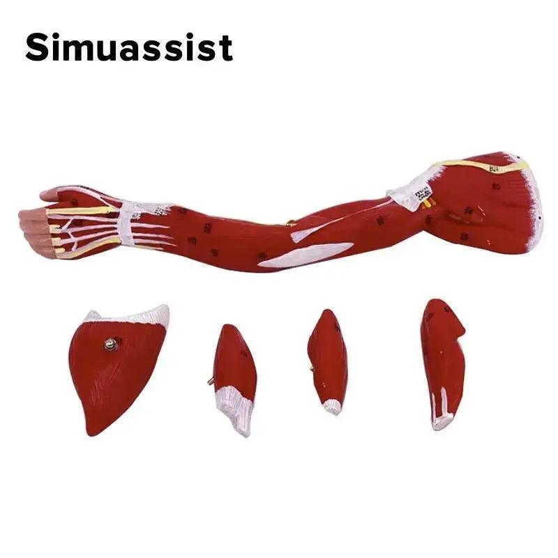  Arm Anatomy Model With Detachable Muscles For Learning -  ToylandEU™