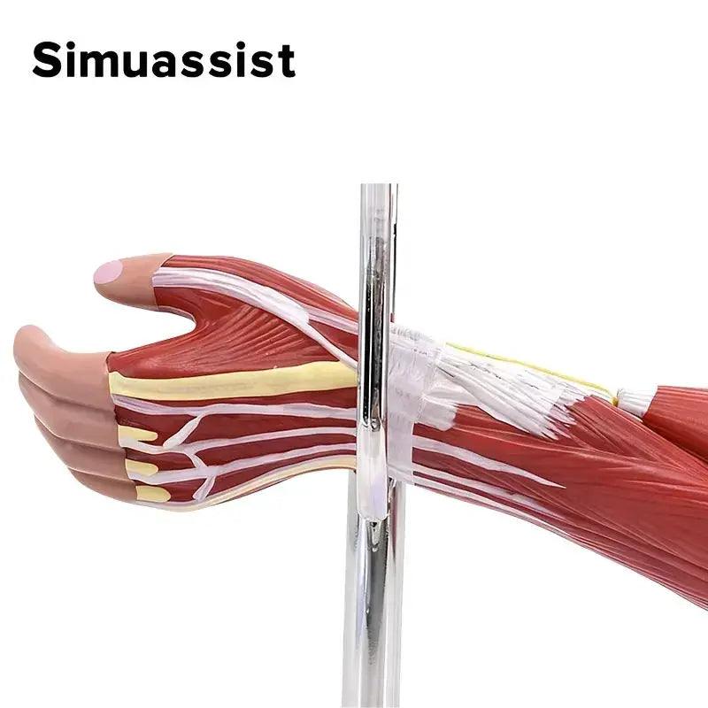  Arm Anatomy Model With Detachable Muscles For Learning -  ToylandEU™