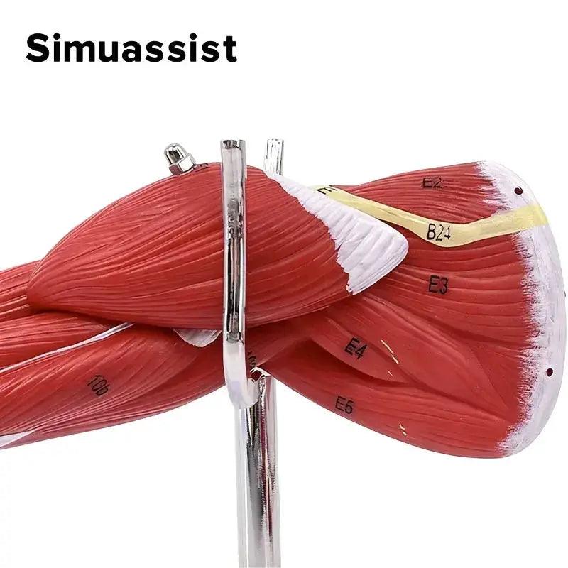  Arm Anatomy Model With Detachable Muscles For Learning -  ToylandEU™