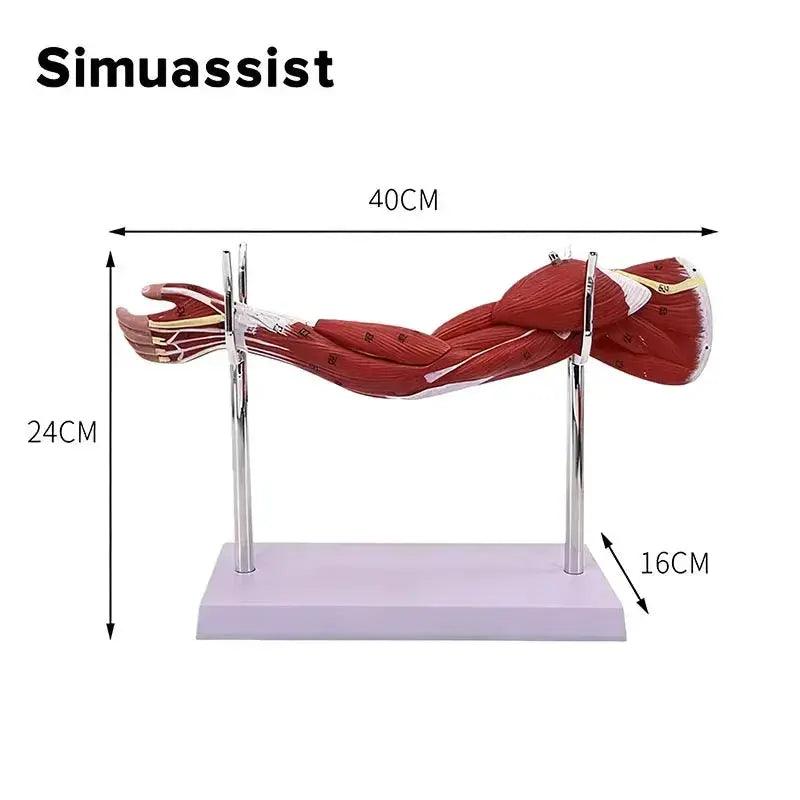  Arm Anatomy Model With Detachable Muscles For Learning -  ToylandEU™