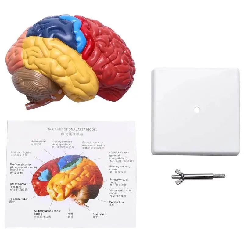  Cerebral Anatomical Model Anatomy 1:1 Half Brain Brainstem Teaching Lab Supplies -  ToylandEU™