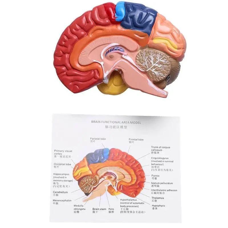  Cerebral Anatomical Model Anatomy 1:1 Half Brain Brainstem Teaching Lab Supplies -  ToylandEU™
