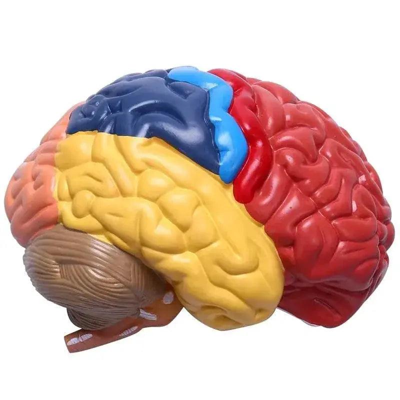  Cerebral Anatomical Model Anatomy 1:1 Half Brain Brainstem Teaching Lab Supplies -  ToylandEU™