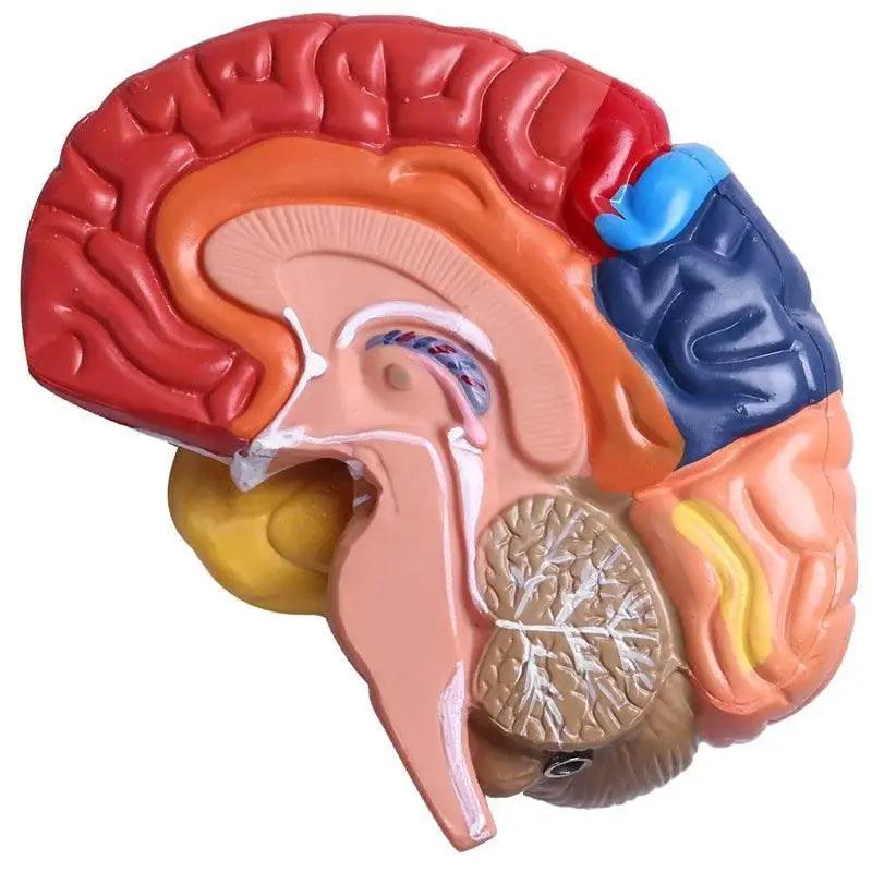  Cerebral Anatomical Model Anatomy 1:1 Half Brain Brainstem Teaching Lab Supplies -  ToylandEU™