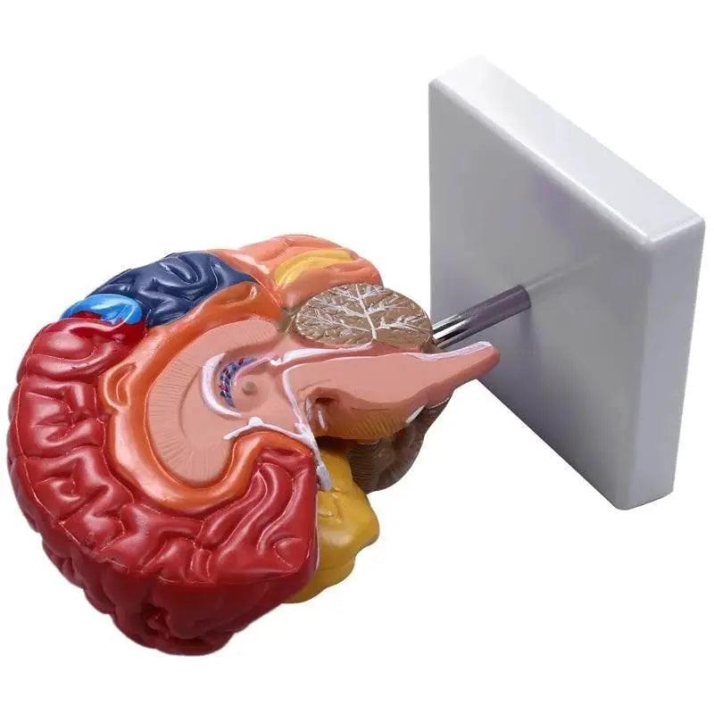  Cerebral Anatomical Model Anatomy 1:1 Half Brain Brainstem Teaching Lab Supplies -  ToylandEU™