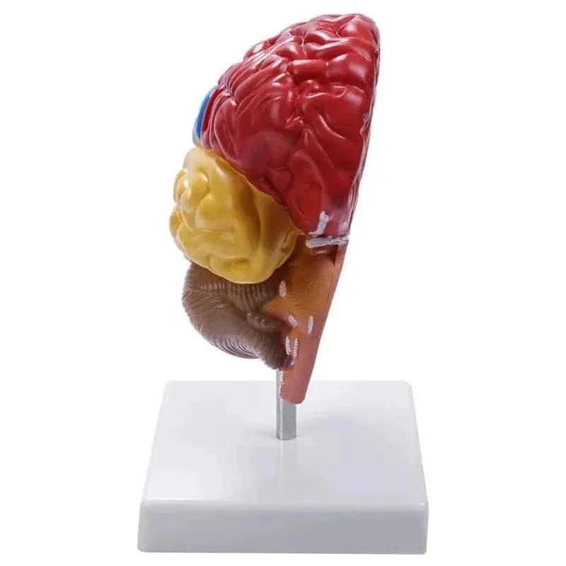  Cerebral Anatomical Model Anatomy 1:1 Half Brain Brainstem Teaching Lab Supplies -  ToylandEU™