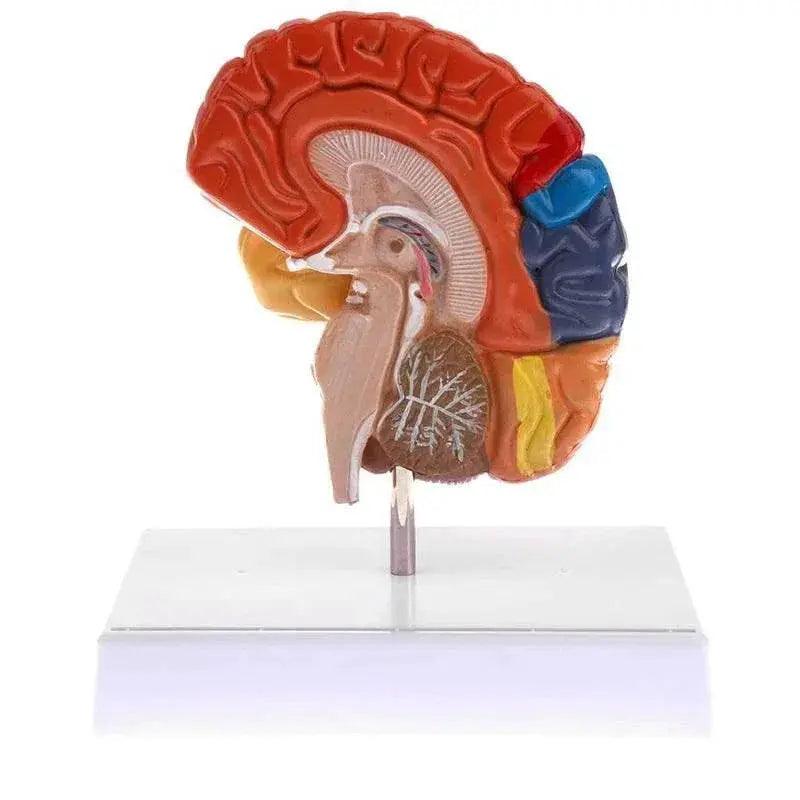  Cerebral Anatomical Model Anatomy 1:1 Half Brain Brainstem Teaching Lab Supplies -  ToylandEU™