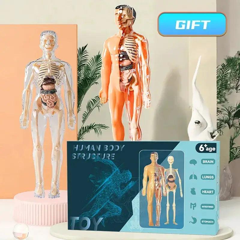  DIY 3D Human Torso Anatomy Model Educational Toy For Kids -  ToylandEU™