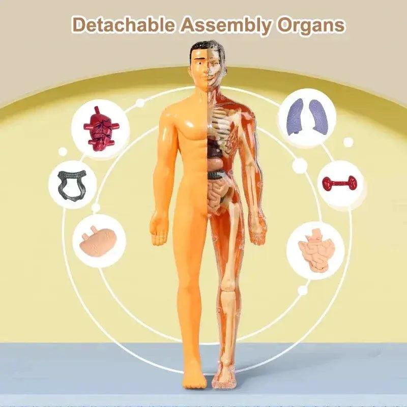  DIY 3D Human Torso Anatomy Model Educational Toy For Kids -  ToylandEU™