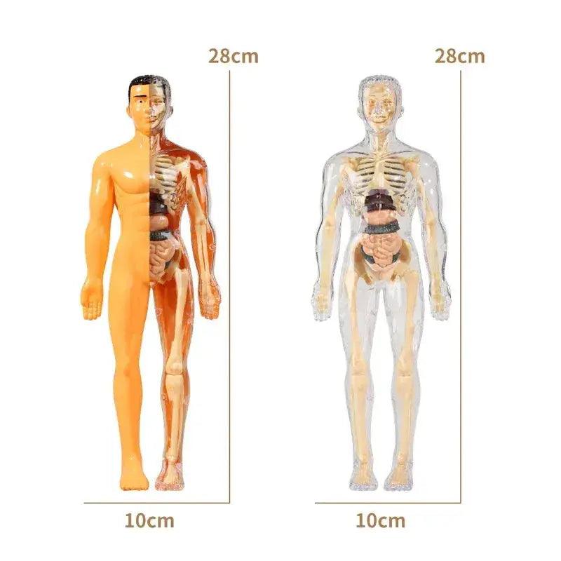  DIY 3D Human Torso Anatomy Model Educational Toy For Kids -  ToylandEU™