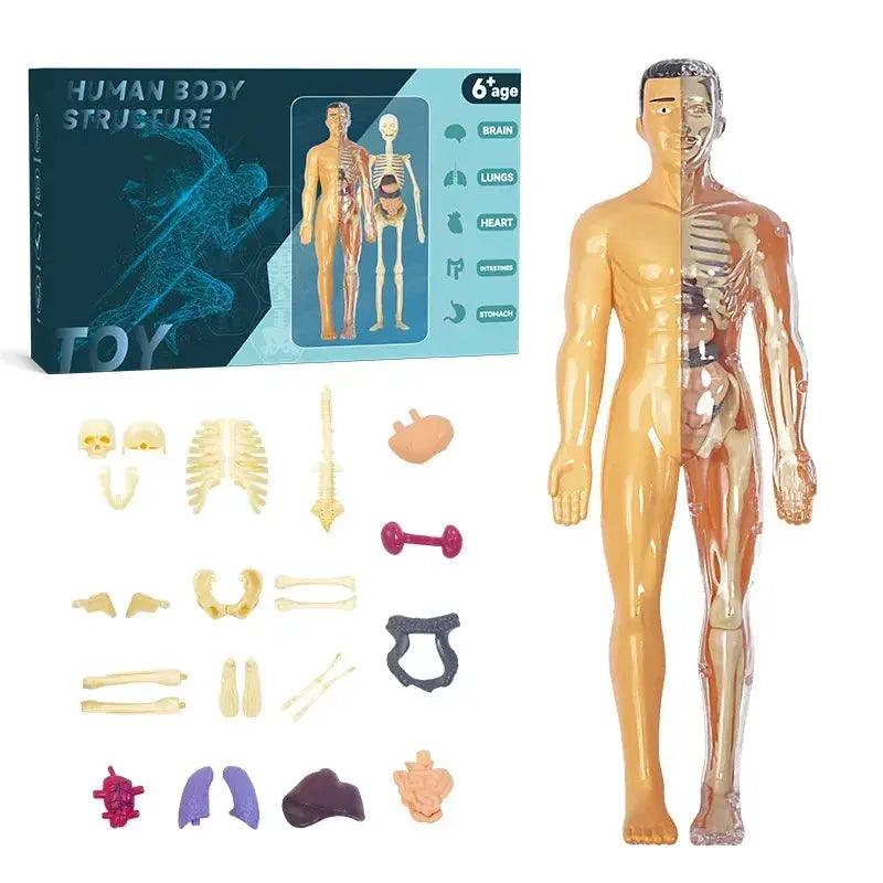  DIY 3D Human Torso Anatomy Model Educational Toy For Kids -  ToylandEU™