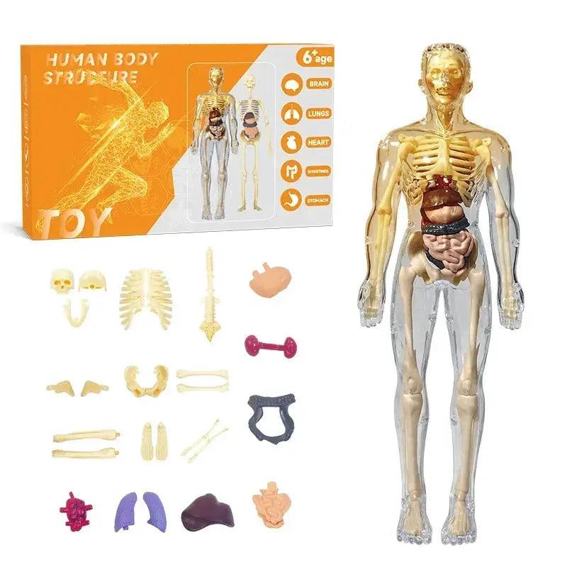  DIY 3D Human Torso Anatomy Model Educational Toy For Kids -  ToylandEU™