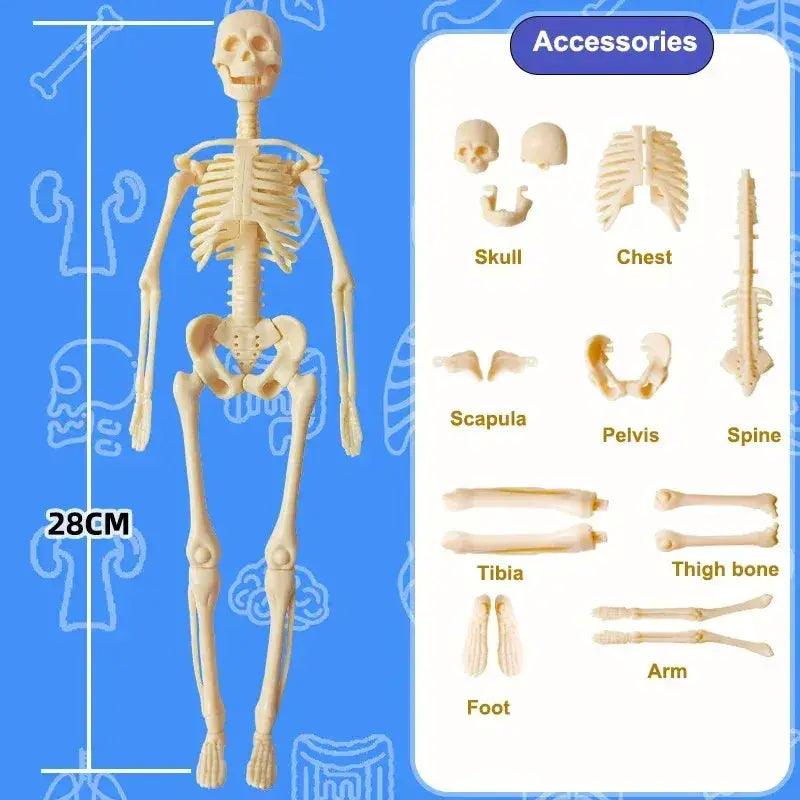  DIY 3D Human Torso Anatomy Model Educational Toy For Kids -  ToylandEU™