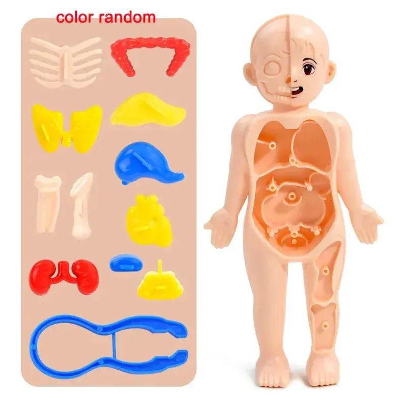 DIY Human Body Anatomy Model for Kids Science Education -  ToylandEU™