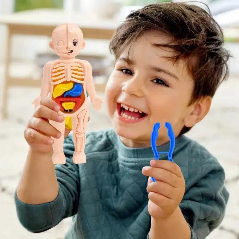  DIY Human Body Anatomy Model for Kids Science Education -  ToylandEU™