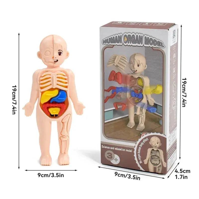  DIY Human Body Anatomy Model for Kids Science Education -  ToylandEU™