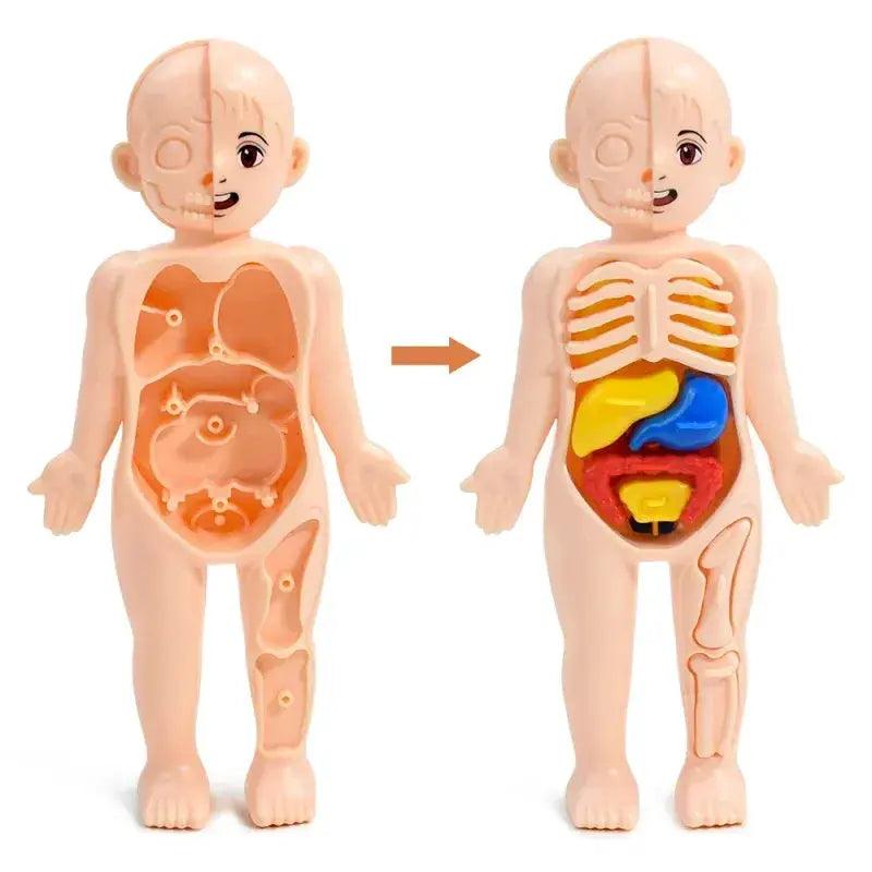  DIY Human Body Anatomy Model for Kids Science Education -  ToylandEU™