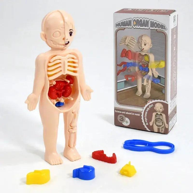  DIY Human Body Anatomy Model for Kids Science Education -  ToylandEU™
