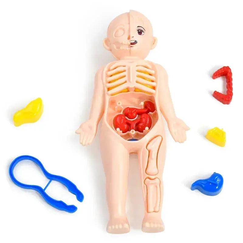  DIY Human Body Anatomy Model for Kids Science Education -  ToylandEU™