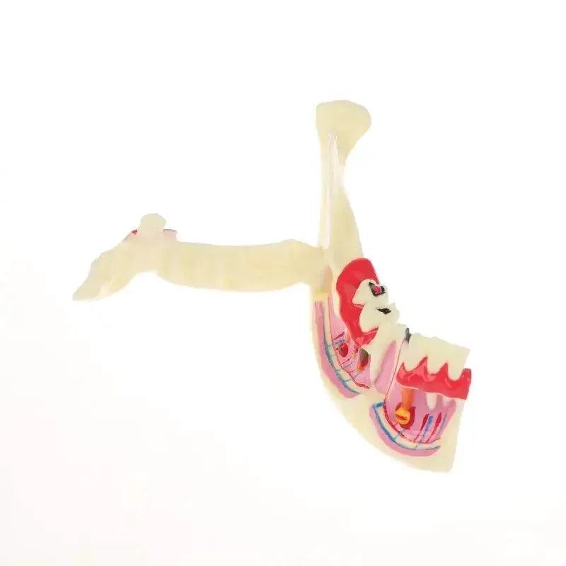  Dental Endodontic Gum Anatomy Model With Openable Gums -  ToylandEU™