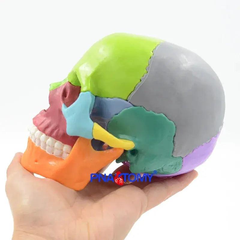  Detachable Anatomical Skull Model For Medical Teaching -  ToylandEU™