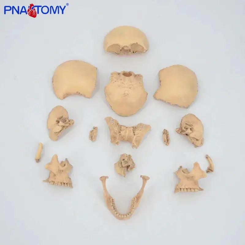  Detachable Anatomical Skull Model For Medical Teaching -  ToylandEU™