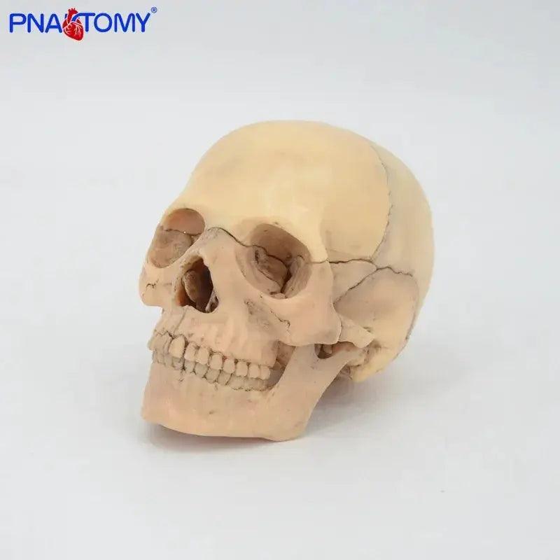 Detachable Anatomical Skull Model For Medical Teaching -  ToylandEU™