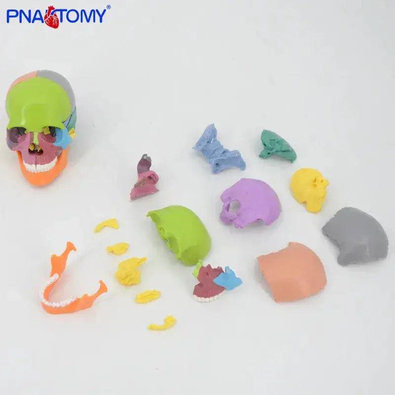  Detachable Anatomical Skull Model For Medical Teaching -  ToylandEU™