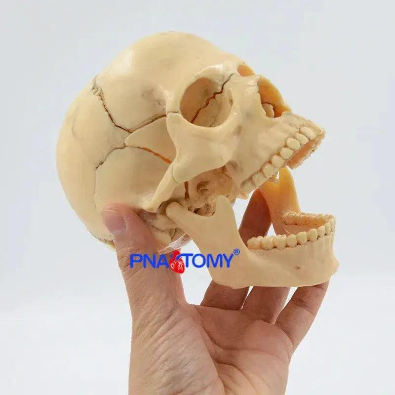  Detachable Anatomical Skull Model For Medical Teaching -  ToylandEU™