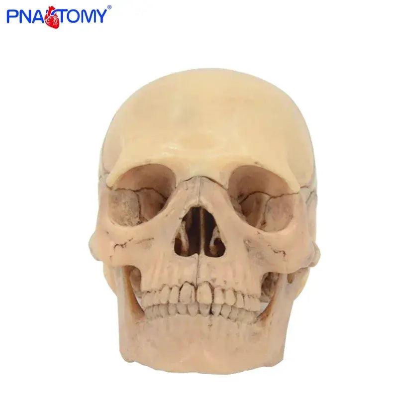  Detachable Anatomical Skull Model For Medical Teaching -  ToylandEU™