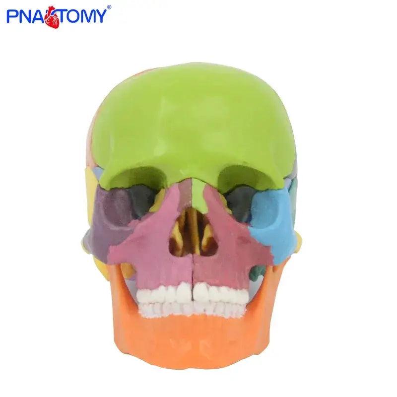  Detachable Anatomical Skull Model For Medical Teaching -  ToylandEU™