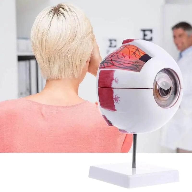  Eyeball Anatomy Model for Eye Diseases Study 6X 3X Human Eye Anatomy Model Human Organs Teaching Prop -  ToylandEU™
