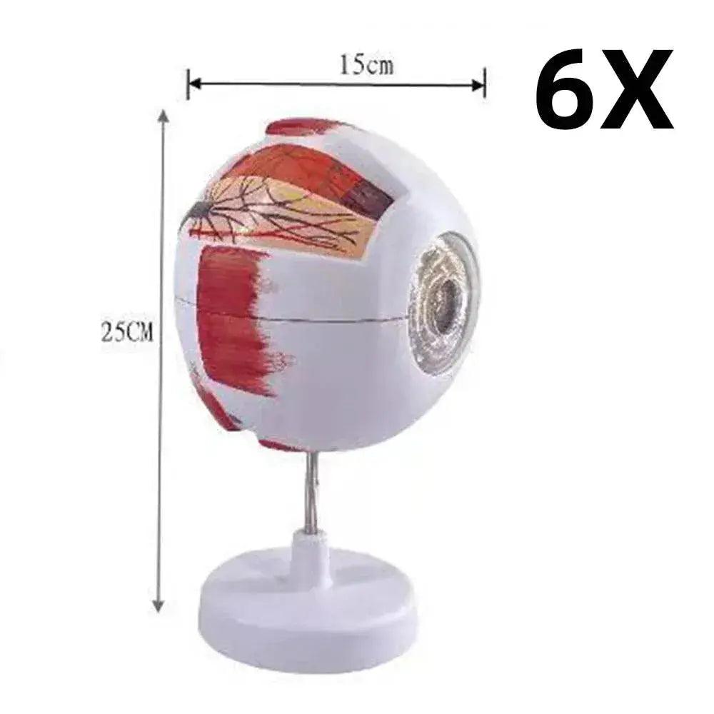 Eyeball Anatomy Model for Eye Diseases Study 6X 3X Human Eye Anatomy Model Human Organs Teaching Prop -  ToylandEU™