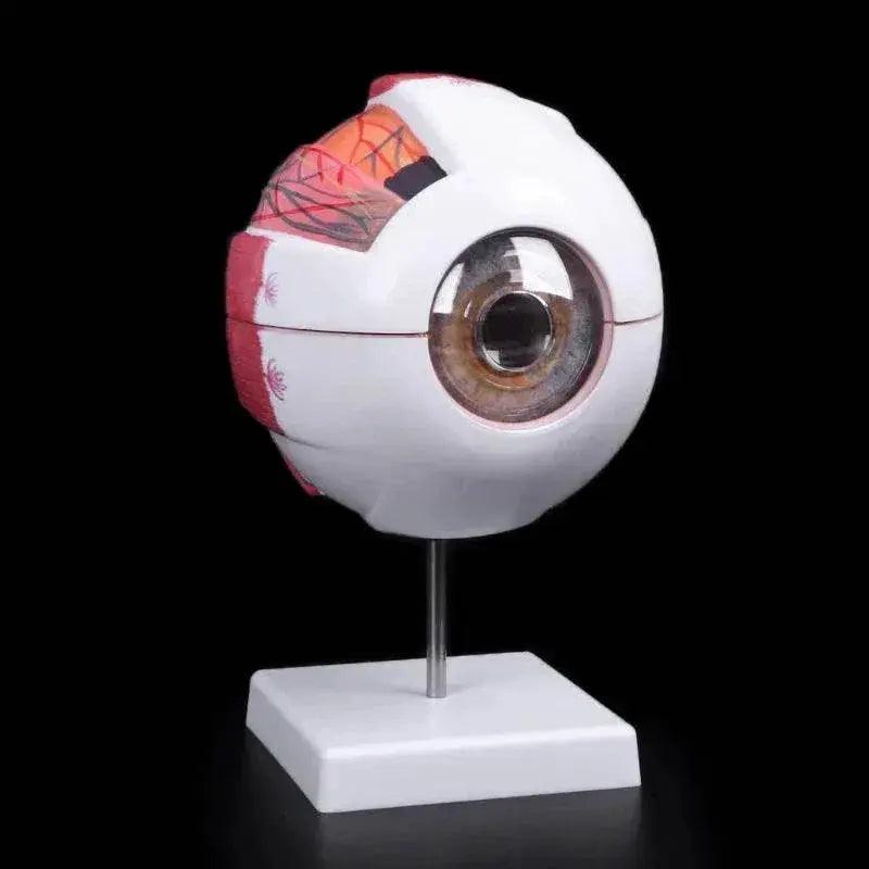  Eyeball Anatomy Model for Eye Diseases Study 6X 3X Human Eye Anatomy Model Human Organs Teaching Prop -  ToylandEU™