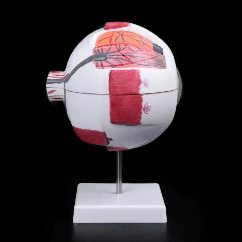 Eyeball Anatomy Model for Eye Diseases Study 6X 3X Human Eye Anatomy Model Human Organs Teaching Prop -  ToylandEU™