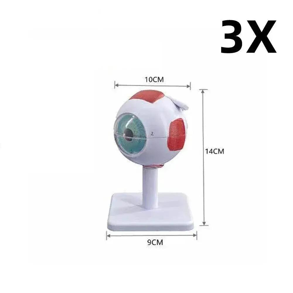  Eyeball Anatomy Model for Eye Diseases Study 6X 3X Human Eye Anatomy Model Human Organs Teaching Prop -  ToylandEU™