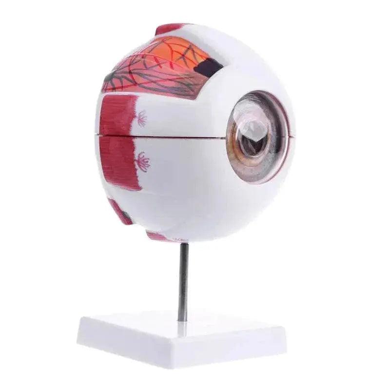  Eyeball Anatomy Model for Eye Diseases Study 6X 3X Human Eye Anatomy Model Human Organs Teaching Prop -  ToylandEU™