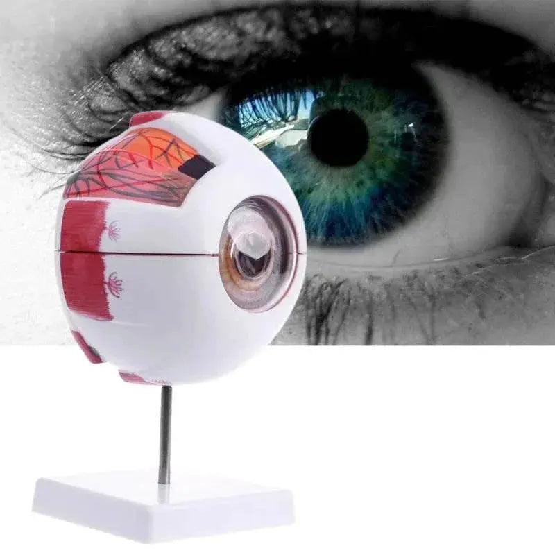  Eyeball Anatomy Model for Eye Diseases Study 6X 3X Human Eye Anatomy Model Human Organs Teaching Prop -  ToylandEU™
