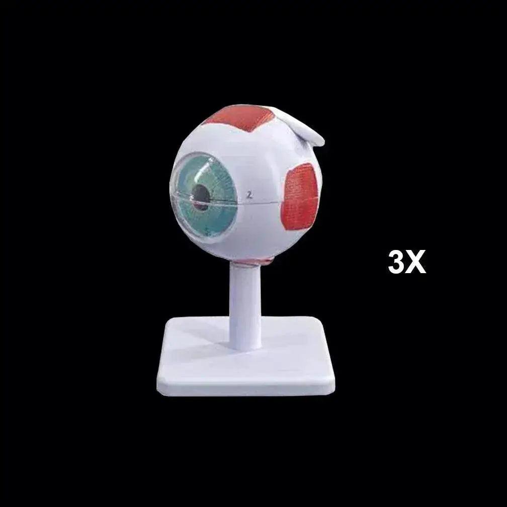  Eyeball Anatomy Model for Eye Diseases Study 6X 3X Human Eye Anatomy Model Human Organs Teaching Prop -  ToylandEU™