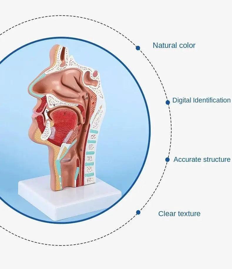  Head Anatomy Model Nasopharyngeal Model Side Vascular Nerve Model in Mouth Nose and Throat -  ToylandEU™