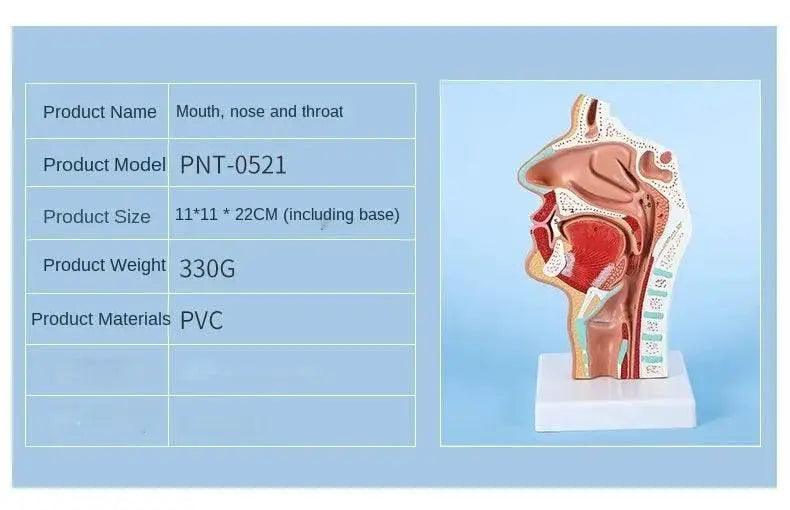  Head Anatomy Model Nasopharyngeal Model Side Vascular Nerve Model in Mouth Nose and Throat -  ToylandEU™