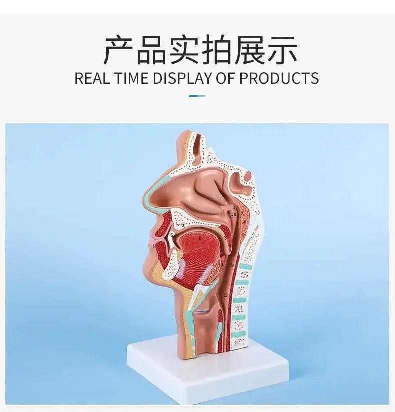 Head Anatomy Model Nasopharyngeal Model Side Vascular Nerve Model in Mouth Nose and Throat -  ToylandEU™