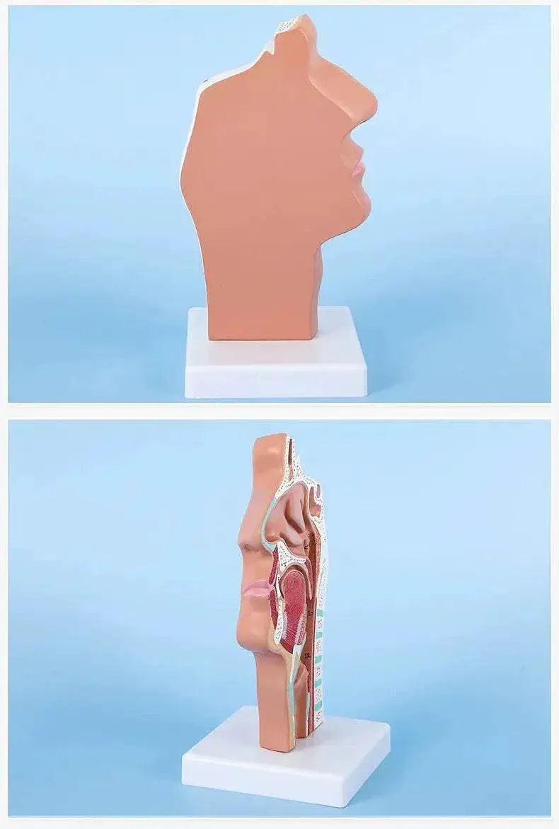  Head Anatomy Model Nasopharyngeal Model Side Vascular Nerve Model in Mouth Nose and Throat -  ToylandEU™