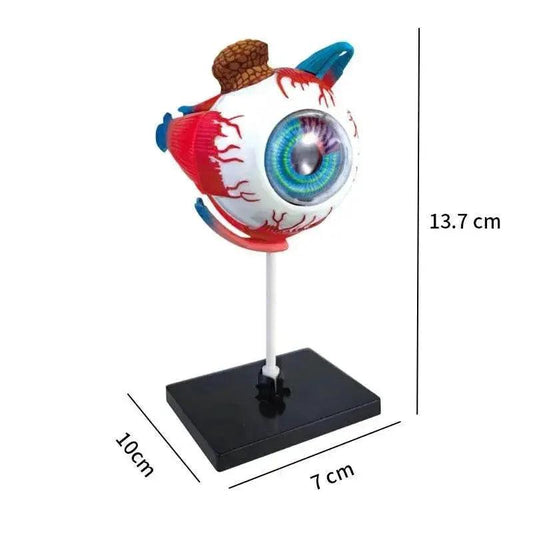  High-Quality 4D Human Brain Anatomy Model Assembly DIY For Medical Biology Studying Teaching Tool -  ToylandEU™