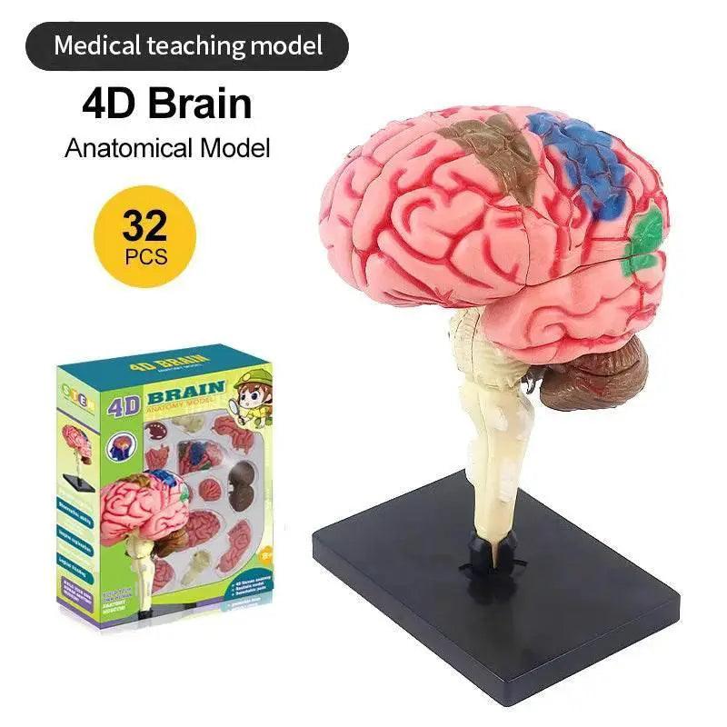  High-Quality 4D Human Brain Anatomy Model Assembly DIY For Medical Biology Studying Teaching Tool -  ToylandEU™