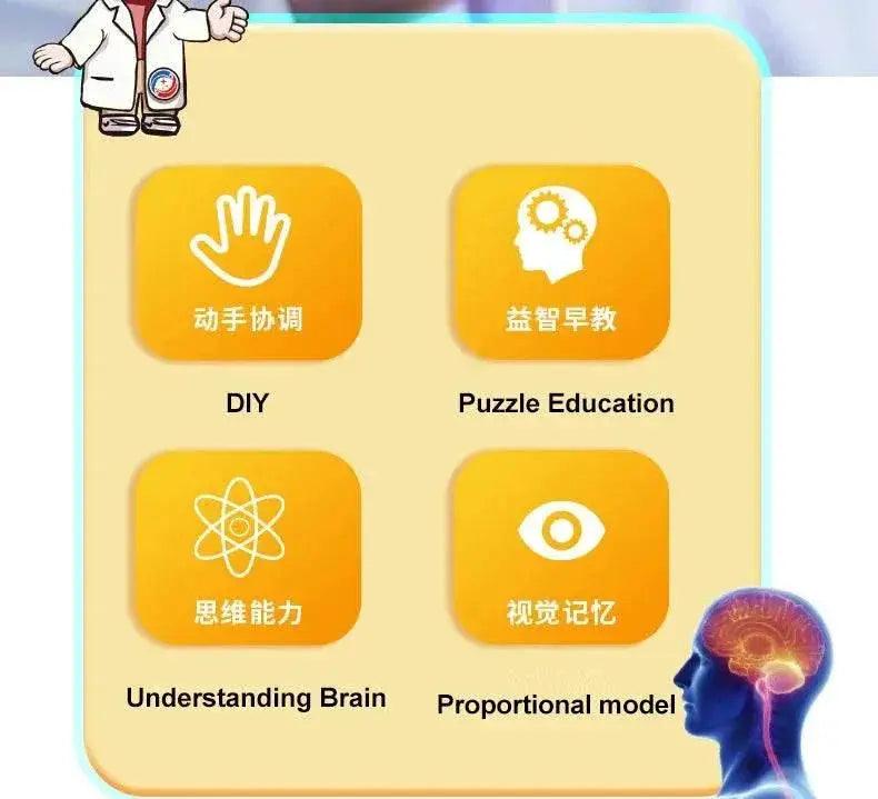 High-Quality 4D Human Brain Anatomy Model Assembly DIY For Medical Biology Studying Teaching Tool -  ToylandEU™